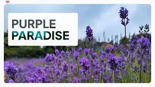 Yorkshire Lavender: A Purple Paradise in the UK Countryside!