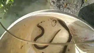 Mancing belut strike terus