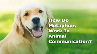 Animal Communication Basics : How Do Metaphors Work In Animal Communication?