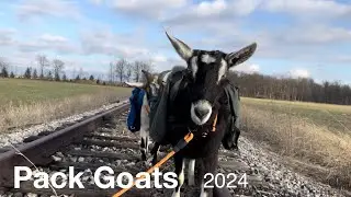 Pack Goats / A Day Of Hiking In The Woods