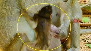 OMG ! Lola hurt cry loud cos Bertha drag her hurt arm / Monkey Post