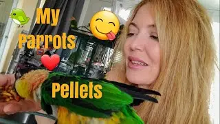 What Pellets I feed My Parrots