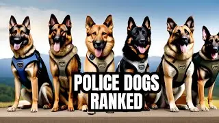 Top 10 Dog Breeds Built for Military & Police Work