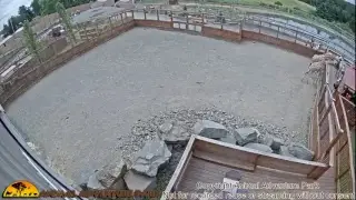 Giraffe Cam - Animal Adventure Park