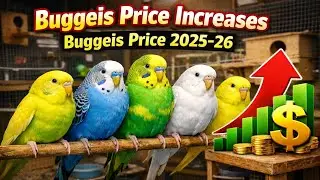 Australian buggeis market price increases | buggeis market price update | mery paltu dunya