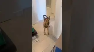 Puppy has surprise reaction to cat spying on him
