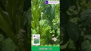 Sarpan CLBH-101 #Guark ke #beej | 8884448098  #agriculturelife #agriculture #field #gardening