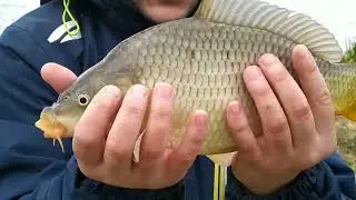 Рибалка на величезних карасів і карпів  на пікер