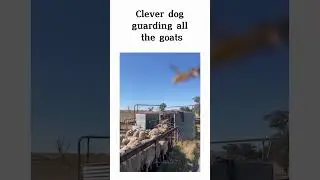 smart dog 😲😲 #animals #animalsmatchinggame #smart #smartdog #watchanimals #animalsfunny