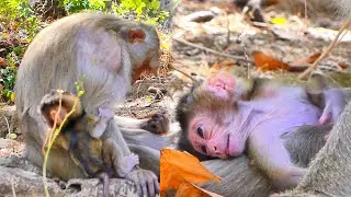 Baby Monkey Wants to Walk, Waiting for Mama&rsquo;s Gentle Support 🐒💛.
