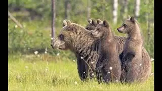 Flathead Lolo Bitterroot Citizen Task Force Status of the Grizzly Bear