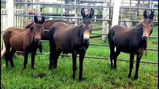 MINI MULAS MINI BURROS MINI VACA MINI HORSES MINI BOI E P&Ocirc;NEI A VENDA  @CavalosHelioRocha