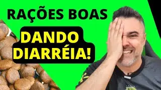 RAÇÕES BOAS DANDO DIARRÉIA! 🔴Entenda o que está acontecendo!