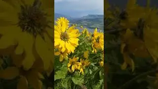 Balsamroot on coyote wall 3
