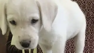 Labrador puppy EP 4  barking  @ the crazy fam #labrador #puppy #training #dog #cute #barking