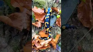 Fire Salamander 🦎