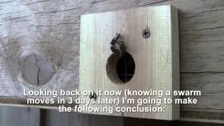 Bait Hive, the easiest way to catch a swarm - Bee Vlog #90 - Apr 25, 2013