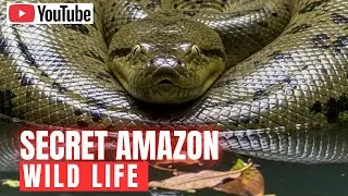 Amazon Rainforest Documentary 2025 | Secrets of the World&rsquo;s Largest Jungle Revealed
