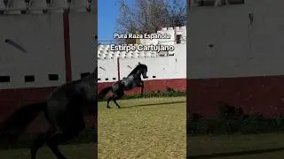 Do you know the ancient Cartujano horse breed? #purarazaespa&ntilde;ola #horsephotographer #horse