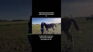 🦄#fohlen #poulain #beziehungpferdmensch #relationcheval