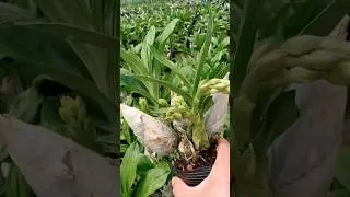 This orchid plant easyest to growing in pot if you love plant growing it in your garden #orchid