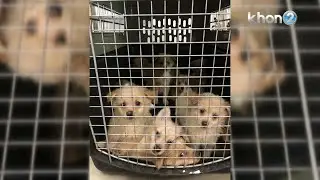 Kauai Humane Society