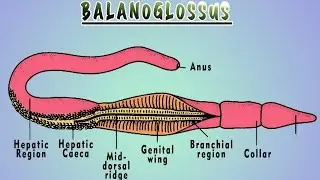 Balanoglosus||Acorn Worm|| Practical @Cssreview10M
