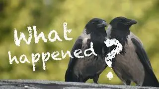 Crow Love Story (Story 119)