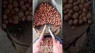 Hazelnut Cracking Hack: The Wrench & Hammer Method!