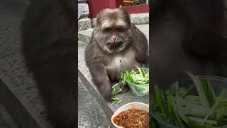 Tag your friends who love cilantro #cute #funny #babymonkey