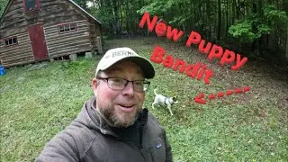 Off Grid Cabin in VT,  Spring 2023 visit with a new puppy...