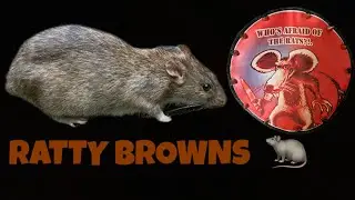 RATTY BROWNS 🐀#ratty #ratlife #ratsong CELEBRATE THE WILDLIFE ⬇️full song link in description #rat