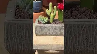 Great windowsill cactus garden!  Cool design with crested shapes too💚🌵🌼💐😃