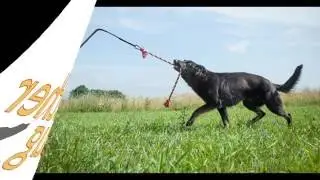 The Best Interactive Dog Toys Tether Tug
