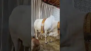 sunnat Ibrahim naat beautiful cow 🐄🐮#gameshowsyedjunaid