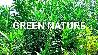 Nature Green Video || Beautiful Relaxation Video || Deep Relaxation || #nature #green #you tube