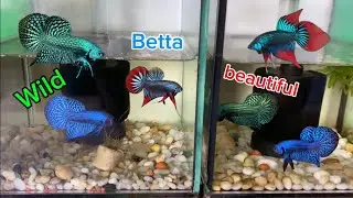 Collection of the most beautiful wild betta fish videos of all time Part 12 | Nguyen Tuan Betta