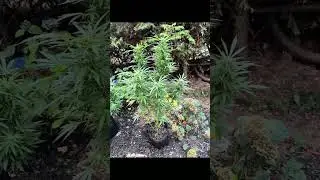 First time attempting a grow turned out pretty good, used green rush nutrients