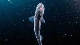 Dragonfish (Stomiidae): Masters of Light in the Abyss