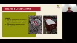 Tyfu Cymru Webinar: Intermediate Vegetable Seed training - Session 4