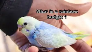 Identifying A Rainbow Budgie