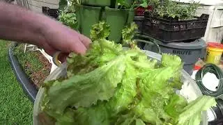 Spring Harvest - Snow Peas and Greenstalk Lettuce and Greenstalk Strawberries