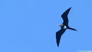 Christmas Frigatebird male in Malaysia Sabah Mantanani island 20221106