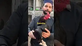 Beautiful Aseel bird Amroha breed#foryou #aseelmurga #birds#amroha