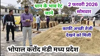 धान के भाव रेट जाने 🔥🚀🌾🌾 2 फरवरी 2026 dhaan ke bhav rate jaane #dhan_mandi_bhav_today 