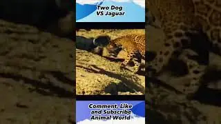 Two dog VS Jaguar ,#animalworld, #shorts, #yearofyou