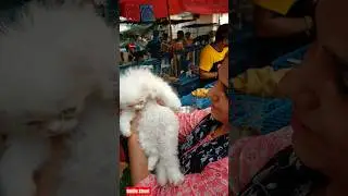 Pet Market Kolkata 😍/lowest price puppy dog/Gallif Street dogs #shorts #viral #dog #dogs #doglover