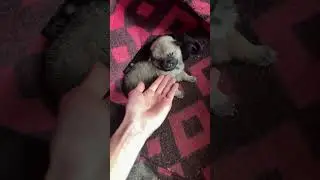Feisty puppy(most funny)