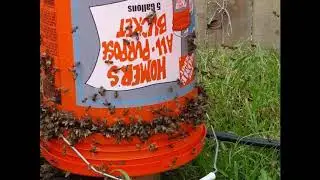 When should I feed my bees?