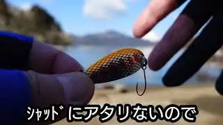 ✴️第１回✴️魚図鑑チャレンジ